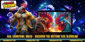 Asil Gamefowl Breed – Discover The Historic Asil Bloodline