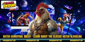 Hatch Gamefowl Breed – Learn About The Classic Hatch Bloodline
