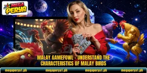 Malay Gamefowl – Understand The Characteristics Of Malay Birds